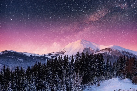 Dairy Star  in the winter woods.の写真素材