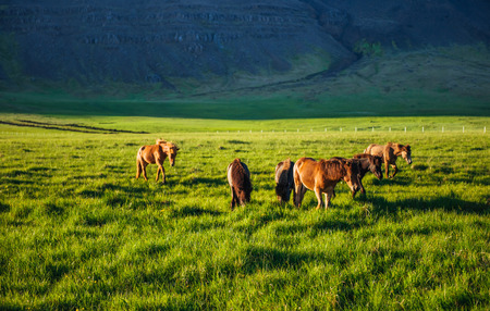 Charming Icelandic horses in a pasture with mountains in the bacの写真素材