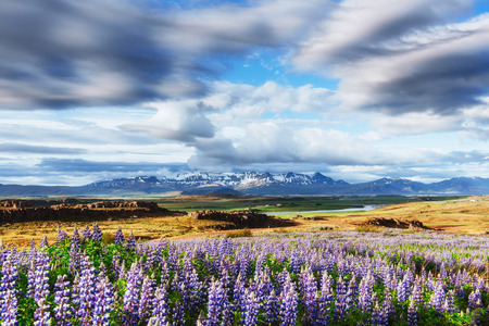 The picturesque landscapes forests and mountains of Iceland.の写真素材