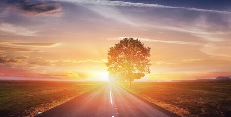 Fantastic landscape asphalt road and lonely tree at sunset. A beの写真素材