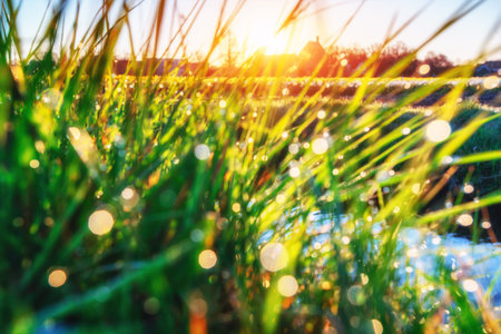 Grass. Fresh green spring grass with dew drops closeup. Sun. Soft Focus. Abstract Nature Backgroundの写真素材