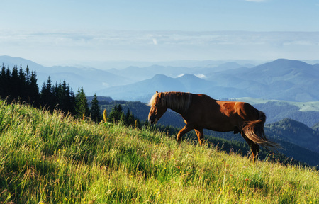 The herd of horses in the mountains in fantastic sunny summer dayの写真素材