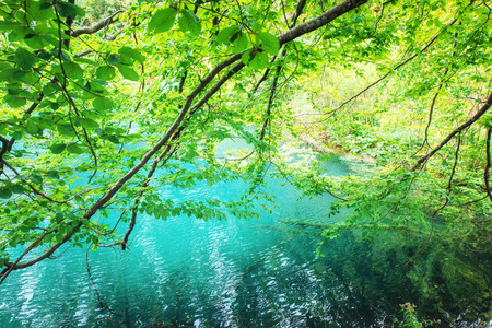 A photo of fishes swimming in a lake, taken in the national park Plitvice Croatiaの写真素材