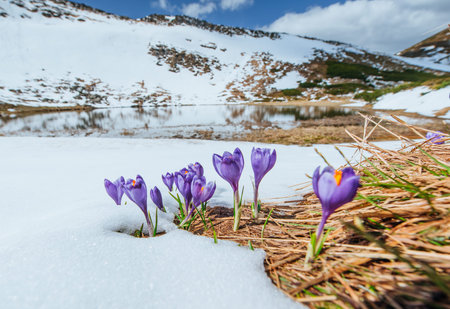 Blooming violet crocuses in mountains. Carpathians, Ukraine Europeの写真素材