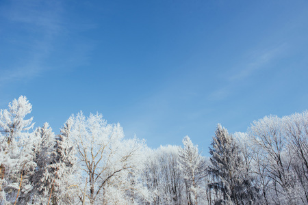The tops of the trees in the snow. Frozen snow on trees. Frozen trees on a background of blue cloudy sky.の写真素材