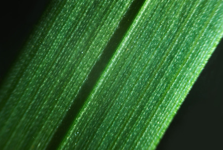 Green flower foliage, macro photoghaphyの写真素材