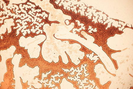 Human lung tissue 100X with blood vessels