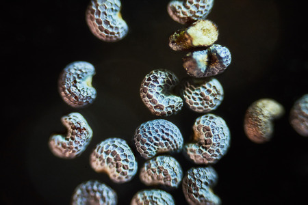 Microscopic seeds opium poppy Papaver somniferum. Wet shoots by microscope. Narcotic, drug opiates and food plant. Super macro close-upの写真素材