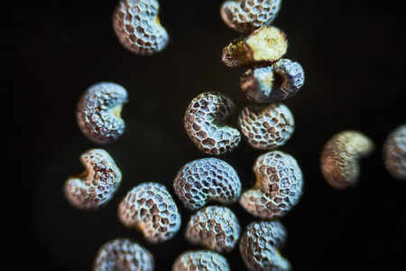 Microscopic seeds opium poppy Papaver somniferum. Wet shoots by microscope. Narcotic, drug opiates and food plant. Super macro close-upの写真素材