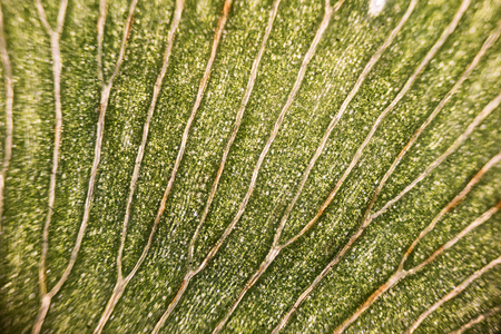 Leaf cells under microscope. micrograph, leaf under a microscope, organ-producing oxygen and carbon dioxide, the process of photosynthesisの写真素材