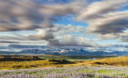 The picturesque landscapes of forests and mountains of Iceland. Wild blue lupine bloomingの写真素材