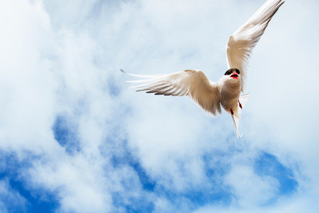 Arctic tern on white background - blue cloudsの写真素材