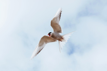 Beautiful polar Tern against a background of beautiful blue sky with cumulus clouds.の写真素材