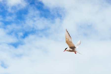 Beautiful polar Tern against a background of beautiful blue sky with cumulus clouds.の写真素材