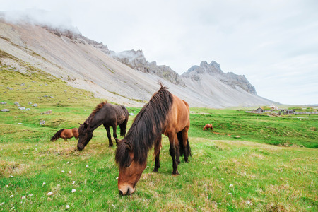 Charming Icelandic horses in a pasture with mountains in the background.の写真素材