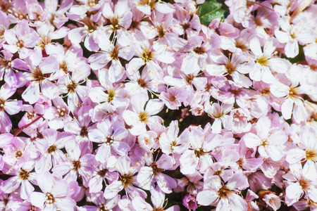 pink flowers in Skaftafell natural park, Iceland.の写真素材