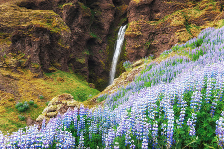 The picturesque landscapes of forests and mountains of Iceland. Wild blue lupine blooming in summer. The most beautiful waterfall.の写真素材