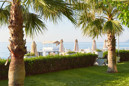 Green palm park and their shadows on the grassの写真素材