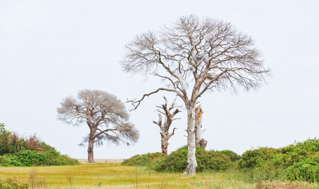 Beautiful landscape with trees on the lawn on a background of mountainsの写真素材