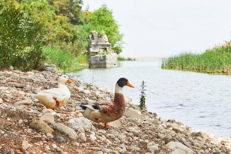 Two beautiful ducks on the lake on the rocks.の写真素材