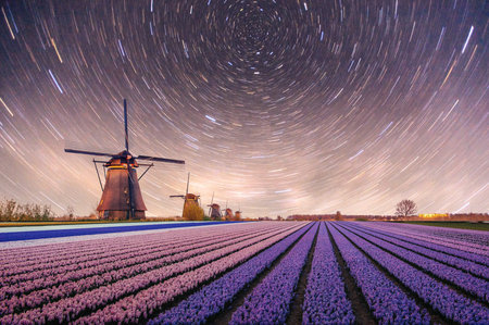 Night over fields of daffodils. Fantastic starry sky and the milky wayの写真素材