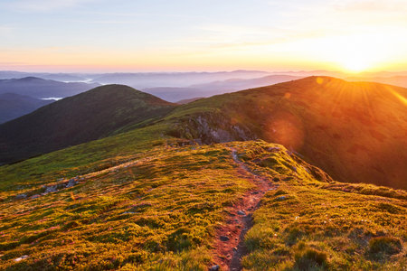 Rhododendrons bloom in a beautiful location in the mountains. Beautiful sunset. Blooming rhododendrons in the mountains on a sunny summer day. Carpathian, Ukraine.の写真素材