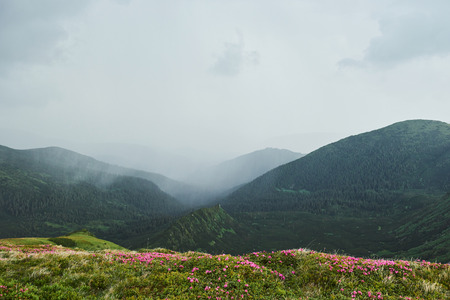 Rhododendrons bloom in a beautiful location in the mountains. Flowers in the mountains. Blooming rhododendrons in the mountains on a sunny summer day. Dramatic unusual scene. Carpathian, Ukraineの写真素材