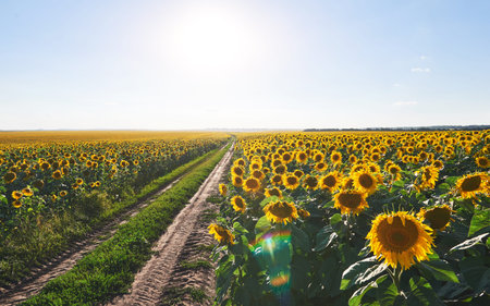 Summer landscape with a field of sunflowers, a dirt roadの写真素材