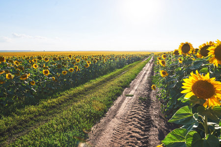 Summer landscape with a field of sunflowers, a dirt road