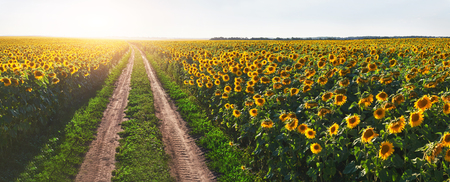 Summer landscape with a field of sunflowers, a dirt roadの写真素材