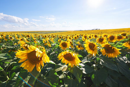 Sunflower field with cloudy blue skyの写真素材