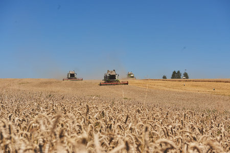 TERNOPIL - JULY 20: A few combines cutting a swath through the middle of a wheat field during...