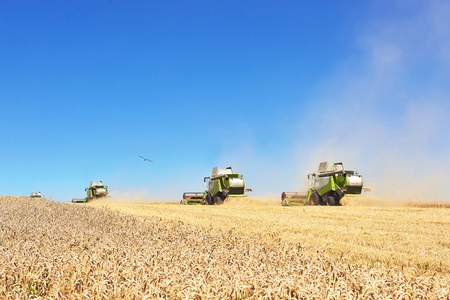 A few combines cutting a swath through the middle of a wheat field during harvestの写真素材