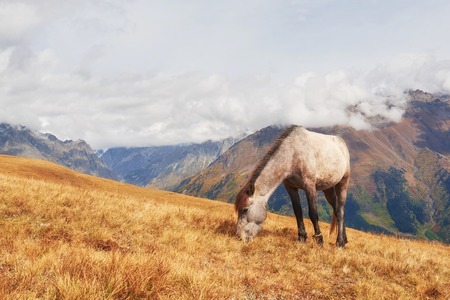 Charming Icelandic horses in a pasture with mountains in the backgroundの写真素材