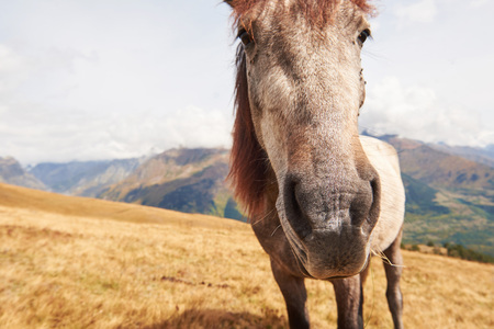A bay and white colored horse with a long Blonde maneの写真素材