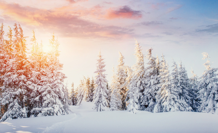 Mysterious winter landscape majestic mountains in winter. Magical winter snow covered tree. Dramatic scene. Carpathian. Ukraine. Europeの写真素材