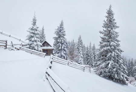 Cozy wooden hut high in the snowy mountains. Great pine trees on the background. Abandoned kolyba shepherd. Cloudy day. Carpathian mountains, Ukraine, Europe.の写真素材