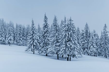 A calm winter scene. Firs covered with snow stand in a fog. Beautiful scenery on the edge of the forest. Happy New Year!の写真素材