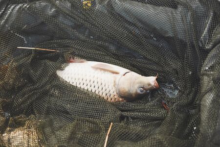 A large carp just caught by experienced fishermen. The trophy fish sparkles with its scales.の写真素材