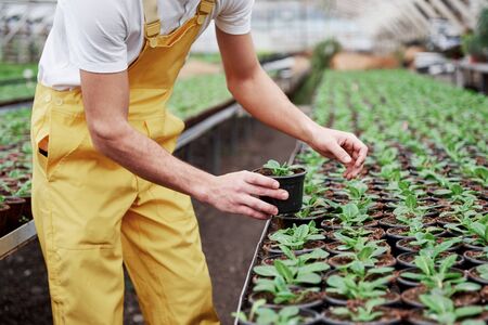 Man with job wear working with plants in a greenhouse, holding the vase with plant.の写真素材