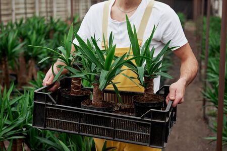 Man in the garden wear holds the box with three dracenas in vases.の写真素材
