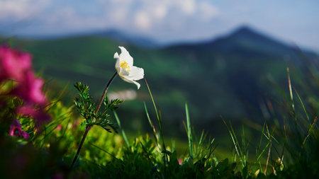 Beautiful nature. Close up view of grass at mountains at sunny day.