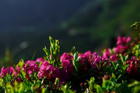 Macro photo. Close up view of grass at mountains at sunny day.の写真素材