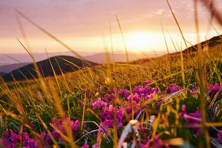 In the grass. Majestic Carpathian mountains. Beautiful landscape. Breathtaking view.の写真素材
