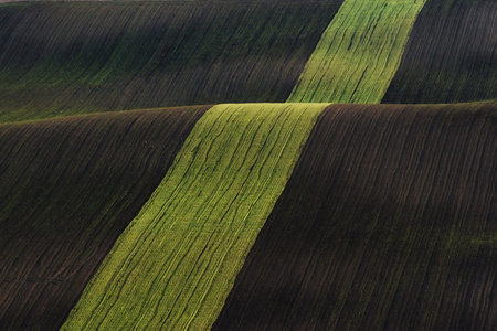 Line of fresh trees on the green agriciltural fields at daytime.