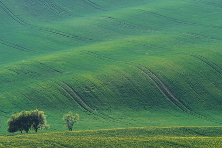 Beautiful meadow. Green agricultural fields of Moravia at daytime. Nice weather.