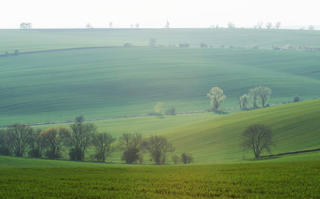 Line of fresh trees on the green agriciltural fields at daytime.