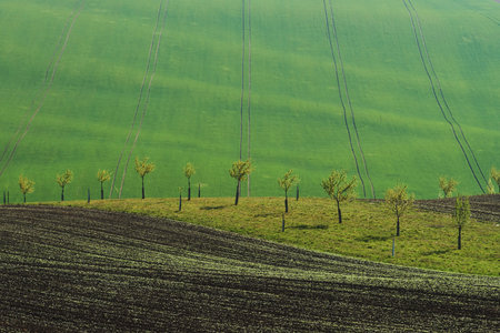Beautiful nature. Line of fresh trees on the green agriciltural fields at daytime.