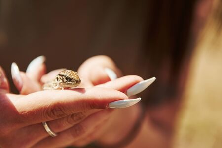 Lizard on woman's hand at sunny day outdoors. Conception of wildlife. Little reptile.の写真素材