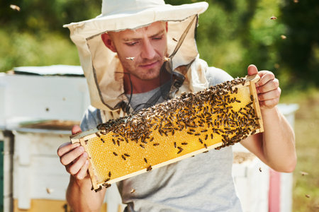 Beekeeper works with honeycomb full of bees outdoors at sunny day.の写真素材